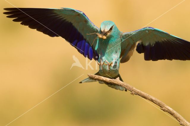 European Roller (Coracias garrulus)