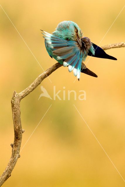 Scharrelaar (Coracias garrulus)