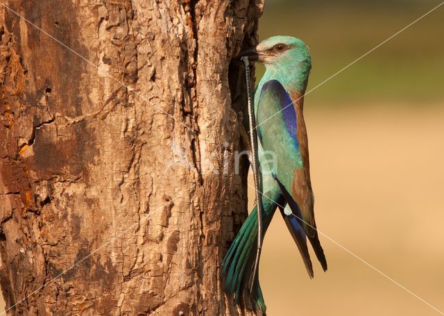 Scharrelaar (Coracias garrulus)