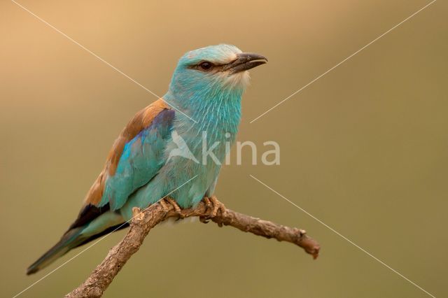 European Roller (Coracias garrulus)