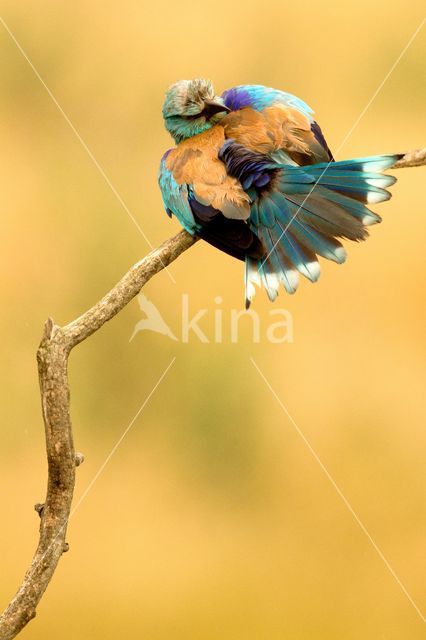 Scharrelaar (Coracias garrulus)