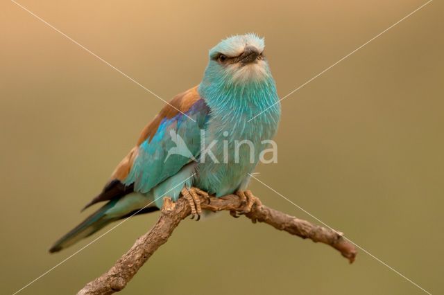 Scharrelaar (Coracias garrulus)