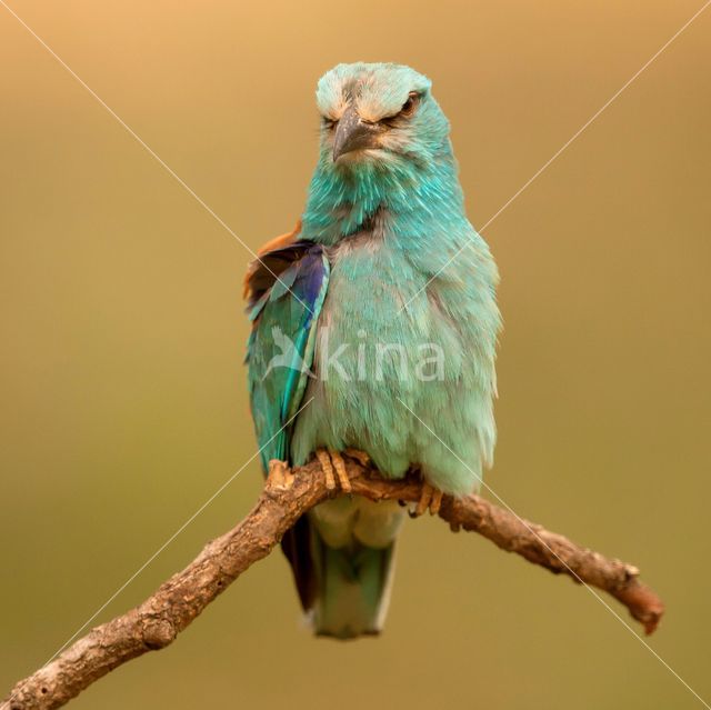 European Roller (Coracias garrulus)