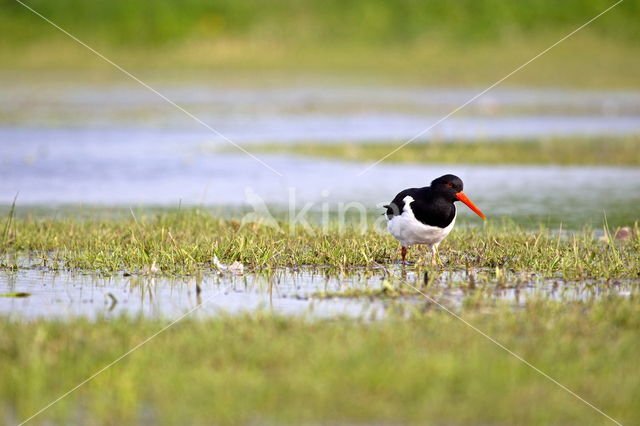 Oystercatcher (Haematopus ostralegus)