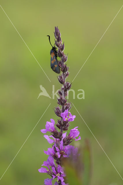 Sint-Jansvlinder (Zygaena filipendulae)