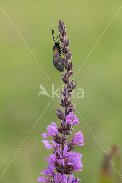 Sint-Jansvlinder (Zygaena filipendulae)