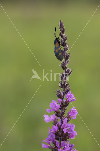 Sint-Jansvlinder (Zygaena filipendulae)