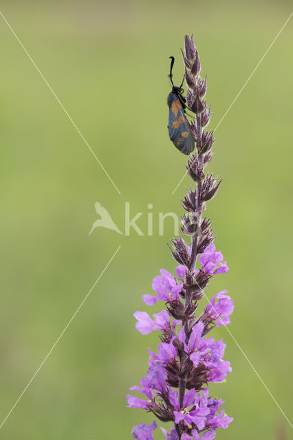 Sint-Jansvlinder (Zygaena filipendulae)