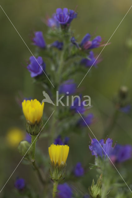 Slangenkruid (Echium spec.)