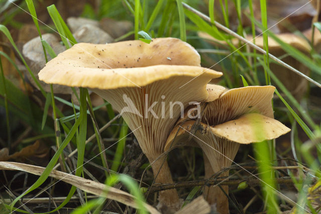 Slanke trechterzwam (Clitocybe gibba)