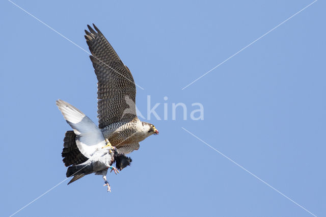 Slechtvalk (Falco peregrinus)