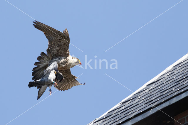 Slechtvalk (Falco peregrinus)