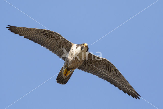 Slechtvalk (Falco peregrinus)