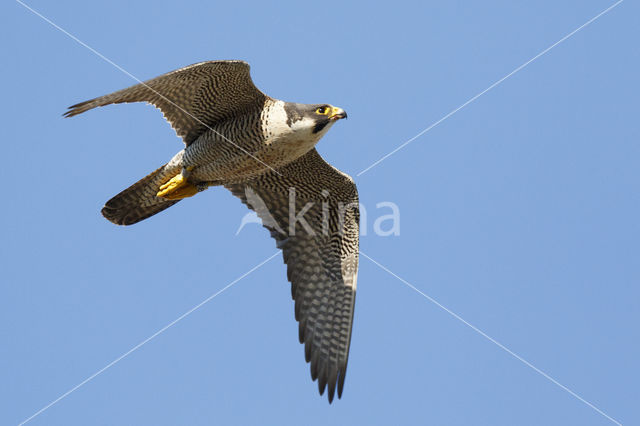 Slechtvalk (Falco peregrinus)