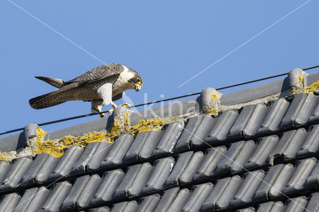 Slechtvalk (Falco peregrinus)