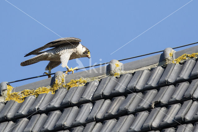 Slechtvalk (Falco peregrinus)