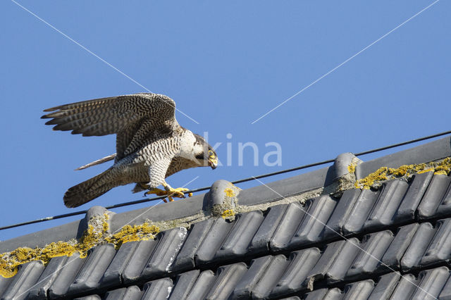 Slechtvalk (Falco peregrinus)