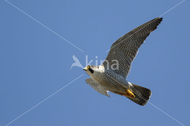 Slechtvalk (Falco peregrinus)