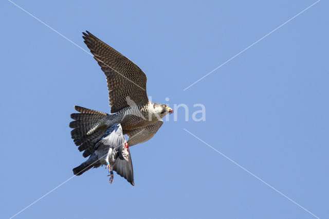 Slechtvalk (Falco peregrinus)