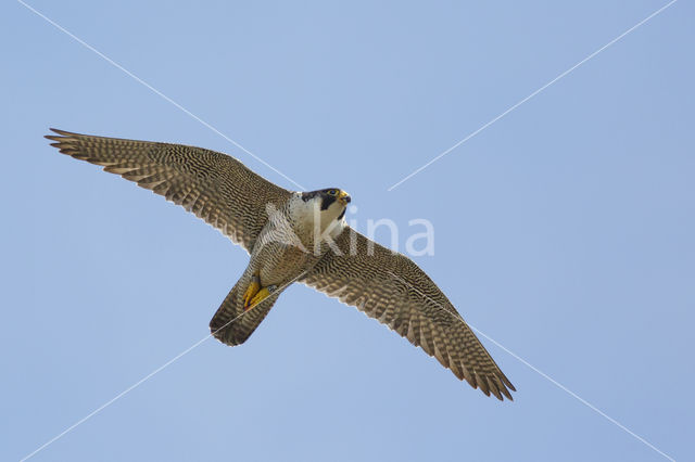 Slechtvalk (Falco peregrinus)