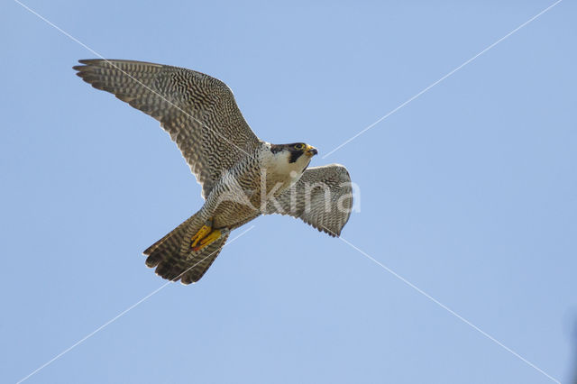 Slechtvalk (Falco peregrinus)