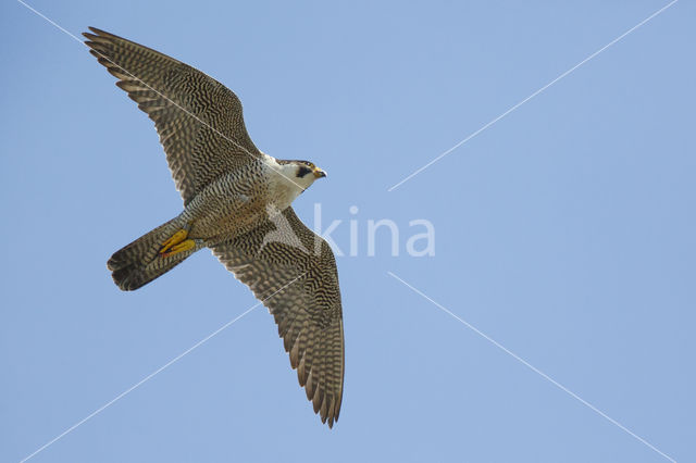 Slechtvalk (Falco peregrinus)