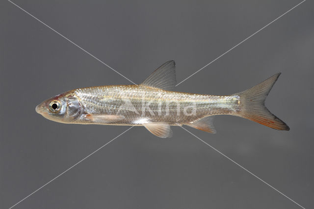 Nose Carp (Chondrostoma nasus)