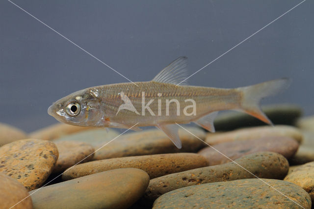 Nose Carp (Chondrostoma nasus)