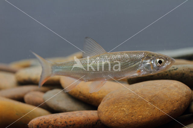 Nose Carp (Chondrostoma nasus)