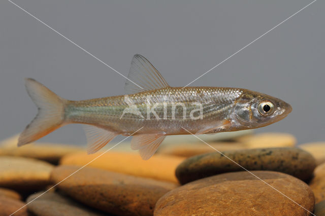 Nose Carp (Chondrostoma nasus)