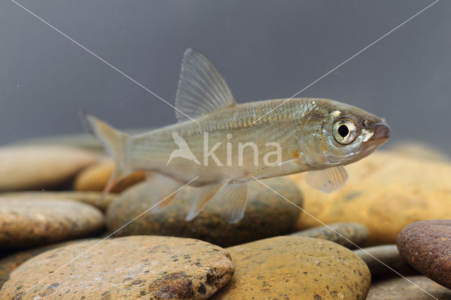 Nose Carp (Chondrostoma nasus)