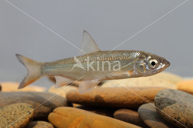 Nose Carp (Chondrostoma nasus)