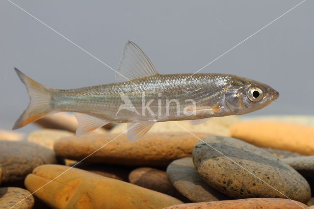 Nose Carp (Chondrostoma nasus)