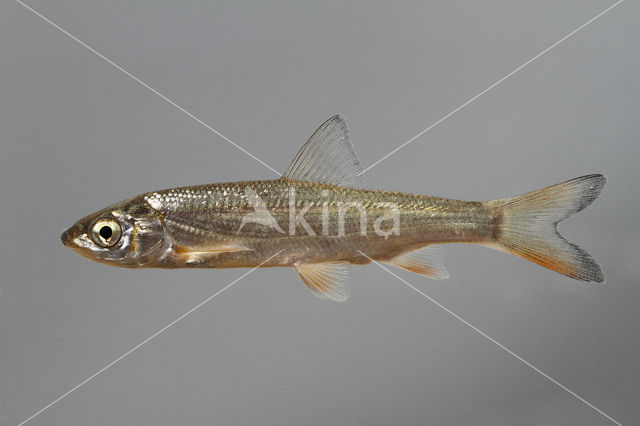 Nose Carp (Chondrostoma nasus)