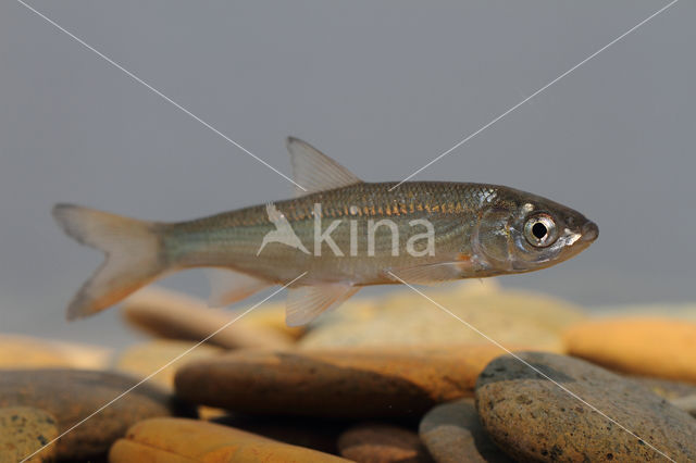 Nose Carp (Chondrostoma nasus)