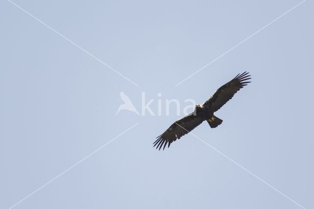 Spaanse Keizerarend (Aquila adalberti)