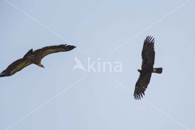 Adalbert's Eagle