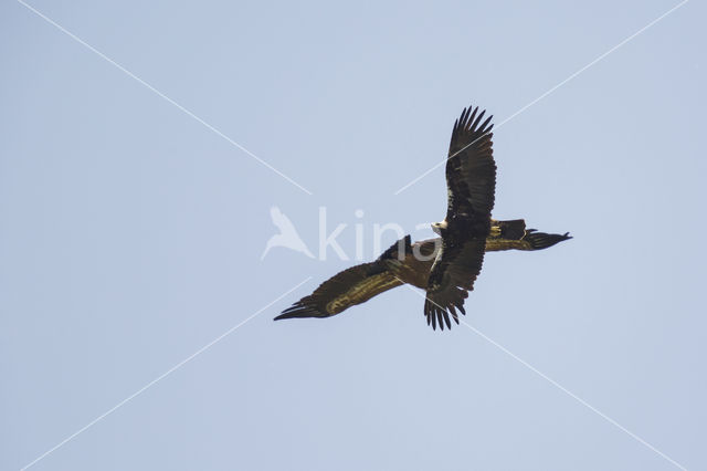 Spaanse Keizerarend (Aquila adalberti)