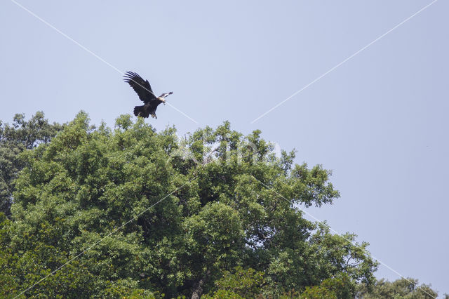 Spaanse Keizerarend (Aquila adalberti)