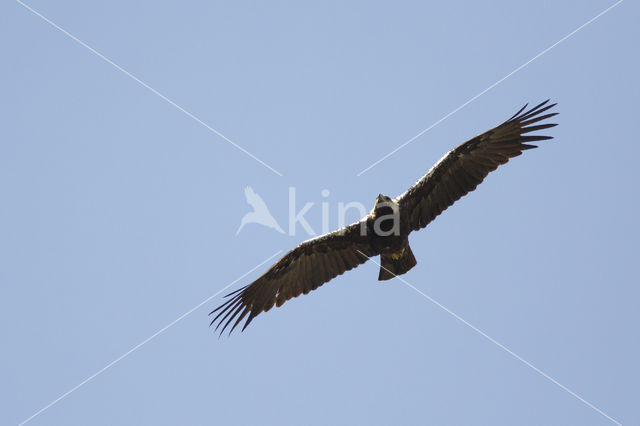Adalbert's Eagle