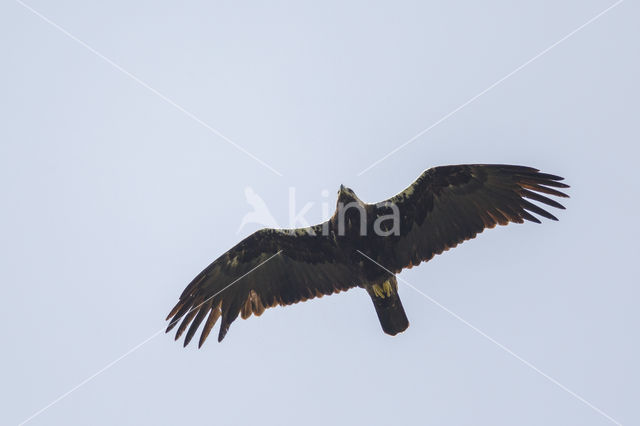 Spaanse Keizerarend (Aquila adalberti)