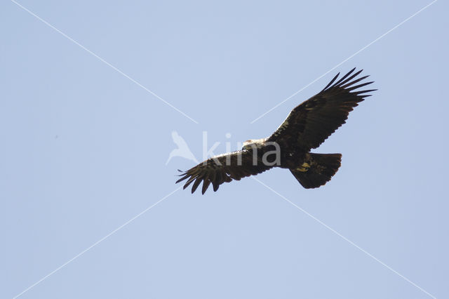 Adalbert's Eagle