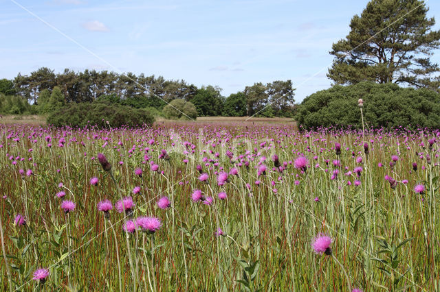 Meadow Thistle (Cirsium dissectum)