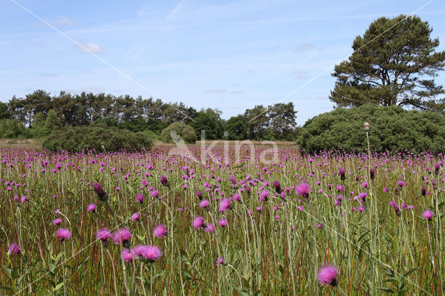 Meadow Thistle (Cirsium dissectum)