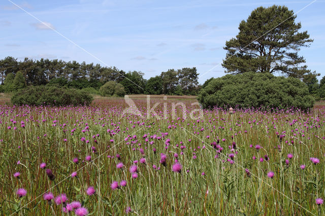 Meadow Thistle (Cirsium dissectum)