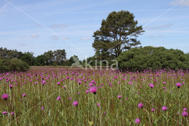 Meadow Thistle (Cirsium dissectum)