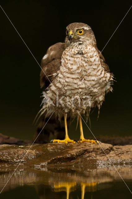 Sperwer (Accipiter nisus)