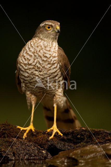 Sparrow Hawk (Accipiter nisus)