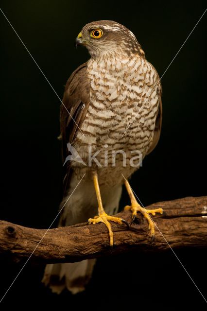 Sperwer (Accipiter nisus)