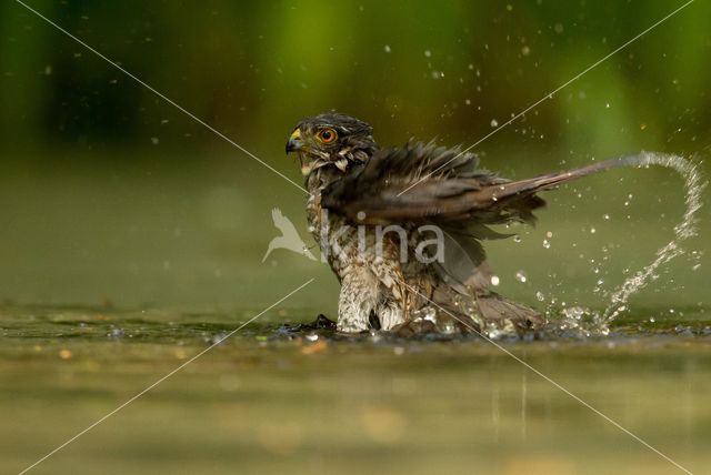 Sparrow Hawk (Accipiter nisus)